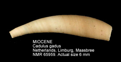 MIOCENE Cadulus gadus.jpg - MIOCENECadulus gadus(Montagu,1803)